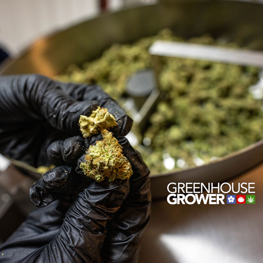 An Update on Cannabis Trimming Technology