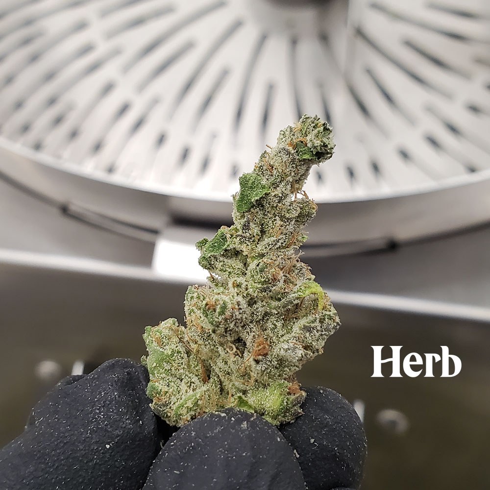 How to Automate Your Cannabis Harvest Without Damaging Your Flower