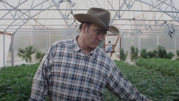 Jim Belushi's Cannabis Cultivation Journey