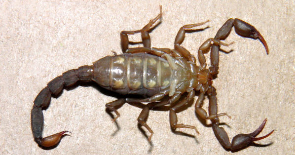 New Scorpion Species Discovered in the Sky Islands
