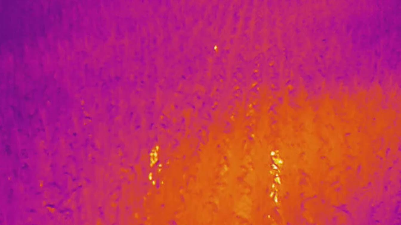 A heat signature of 3 people in a cornfield through a thermal camera