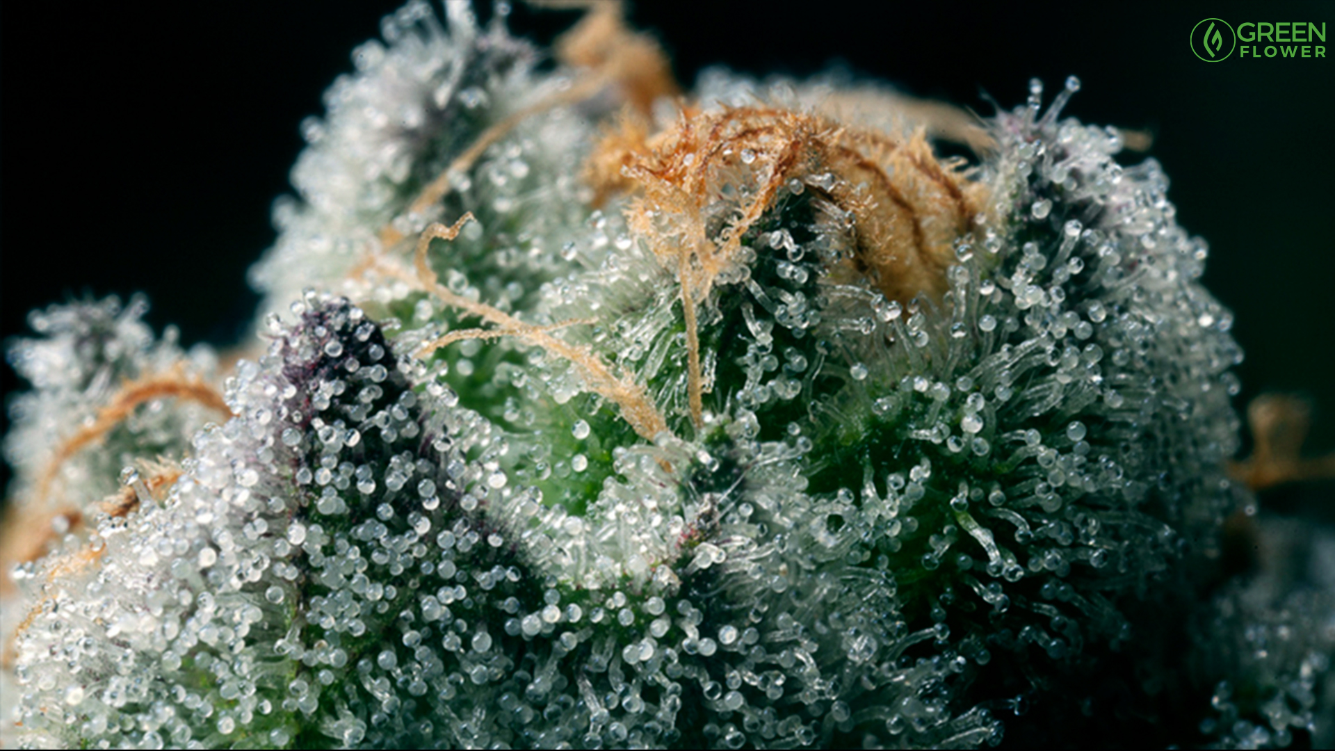 cannabis terpenes under macro lens