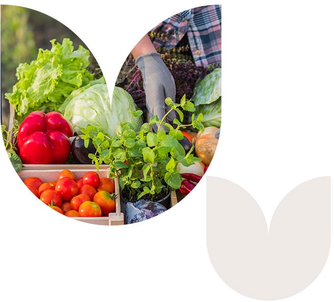 Forme-Agriculture-Supermarche-Collaboratif-Hellio-GEOPLC