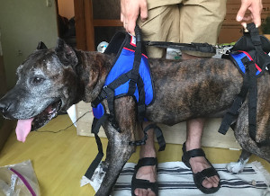 Lifting harness for disabled dogs