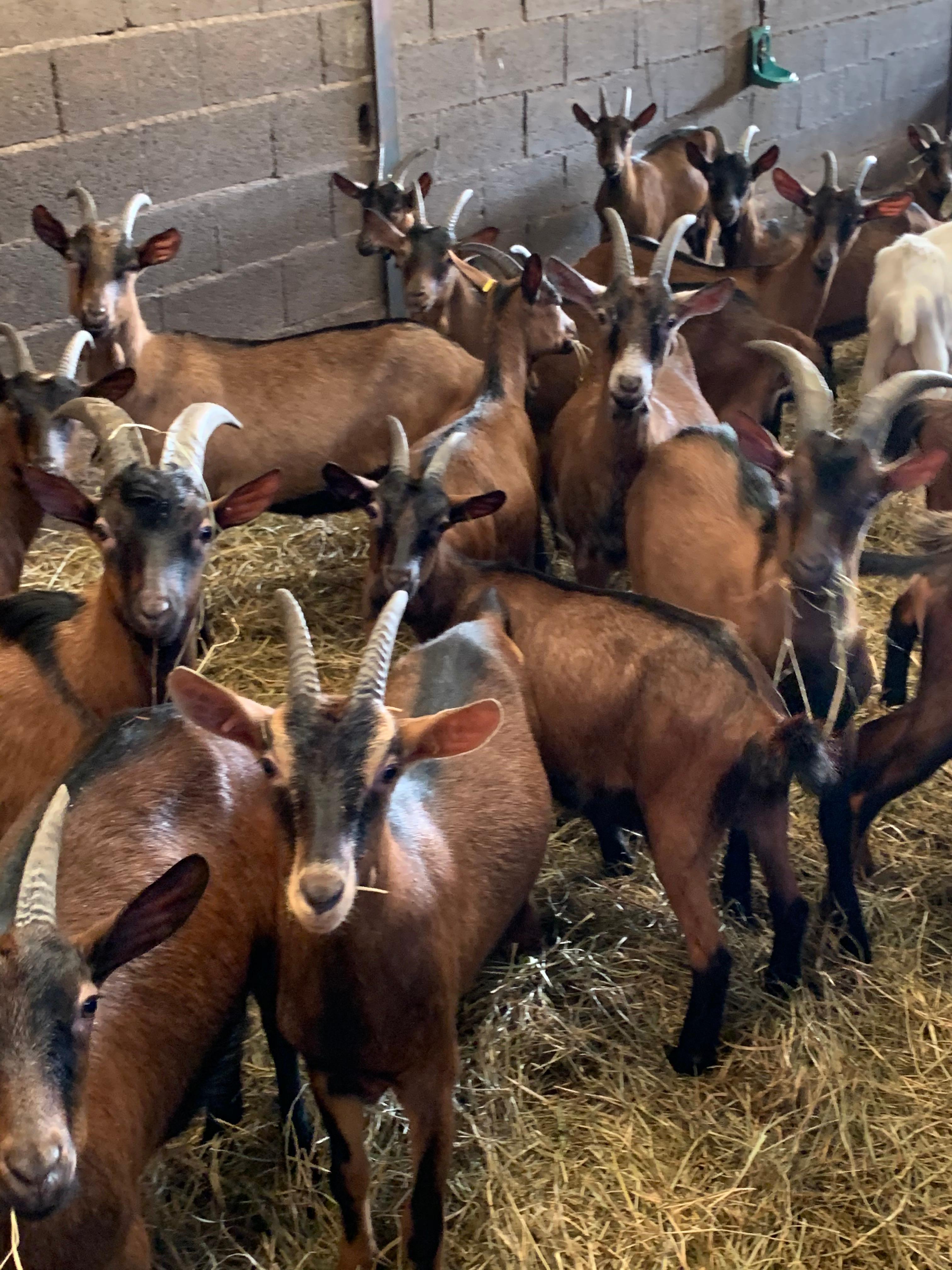 GOAT Farm - goats (4) - Alpine Goats