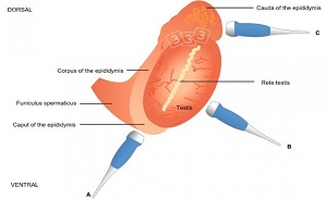 Image 9, testis anatomy