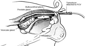 Image 11, location of boar's sexual glands