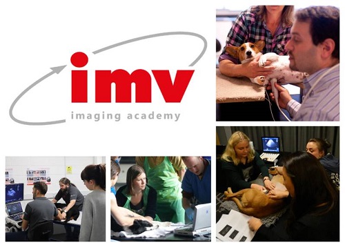 IMVi Academy