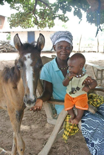 Gambia Horse and Donkey Trust