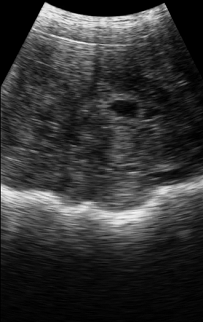 Image 2, pregnant sow at 20 days detected using Duo-Scan:Go Plus