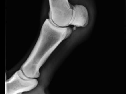 radiography-of-the-equine-fetlock-Sep-12-2020-12-51-16-60-AM