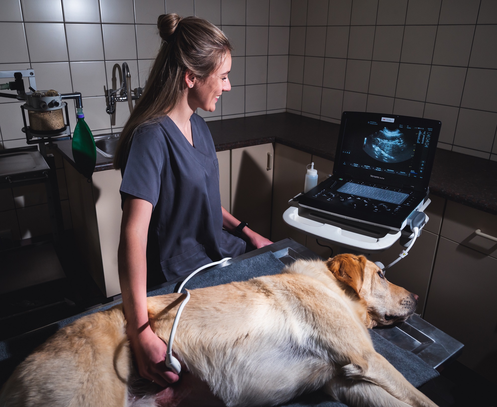 Vet ultrasound scanning dog