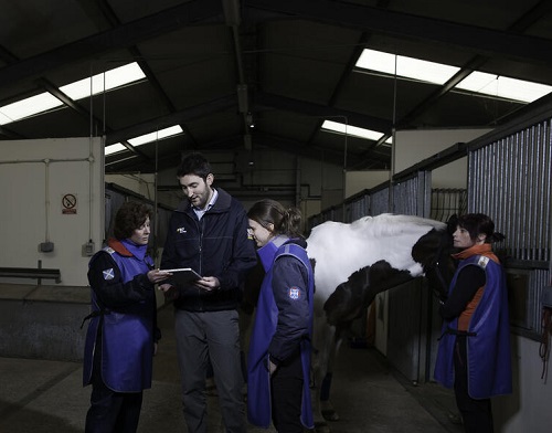 Considerations when purchasing an Equine X-ray system