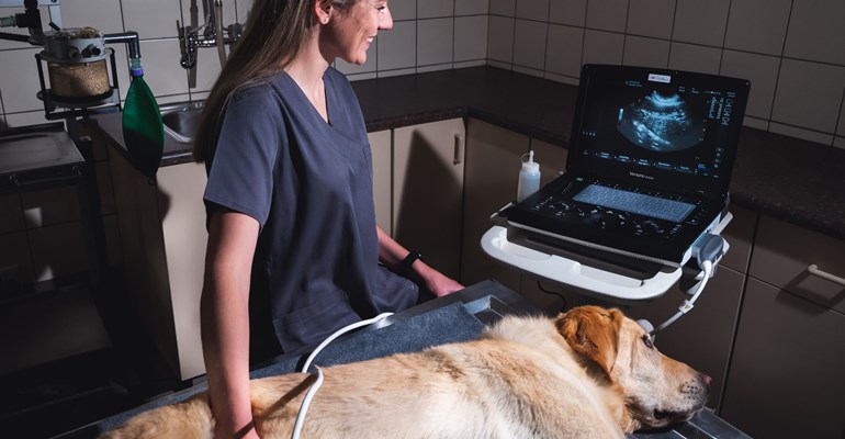 How to Become an Ultrasound Boss: Tips for Developing your confidence in Small Animal Abdominal Ultrasound.