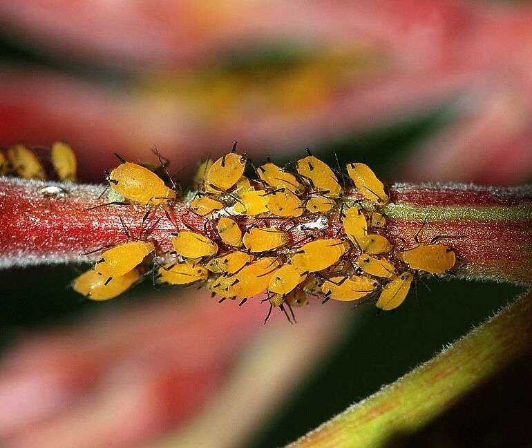Plant Pests & Diseases in Idaho: Identification and Preventative Measures